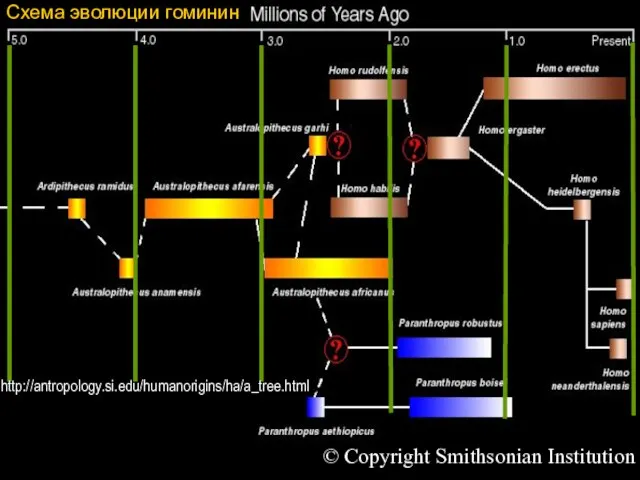 Схема эволюции гоминин © Copyright Smithsonian Institution http://antropology.si.edu/humanorigins/ha/a_tree.html