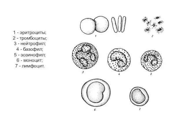 1 - эритроциты; 2 - тромбоциты; 3 - нейтрофил; 4