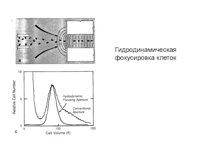 Гидродинамическая фокусировка клеток