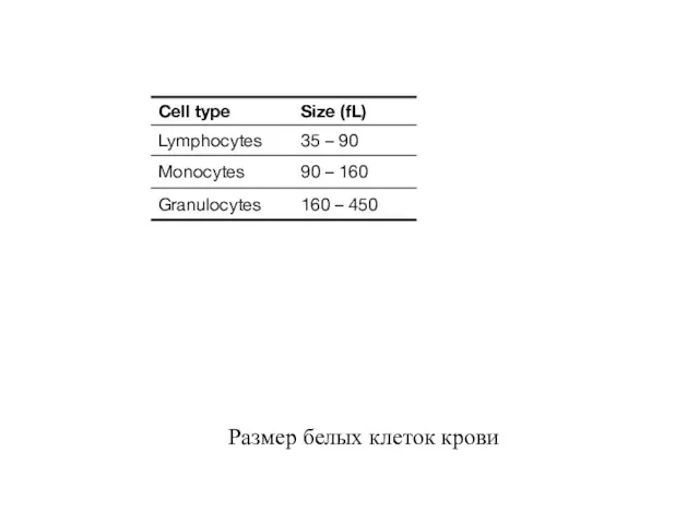 Размер белых клеток крови