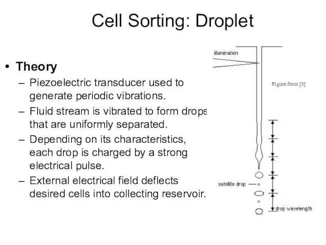 Cell Sorting: Droplet Theory Piezoelectric transducer used to generate periodic