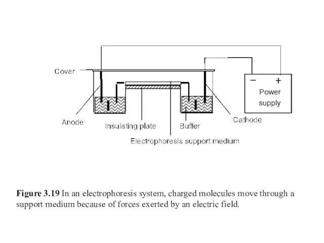 Figure 3.19 In an electrophoresis system, charged molecules move through