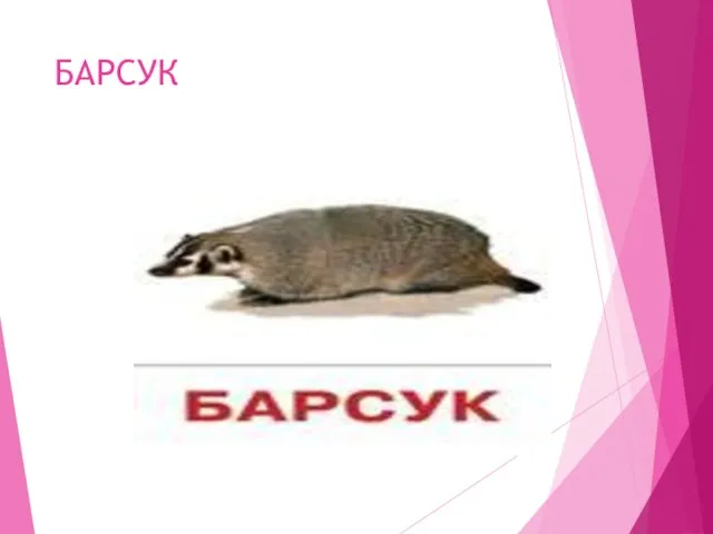 БАРСУК