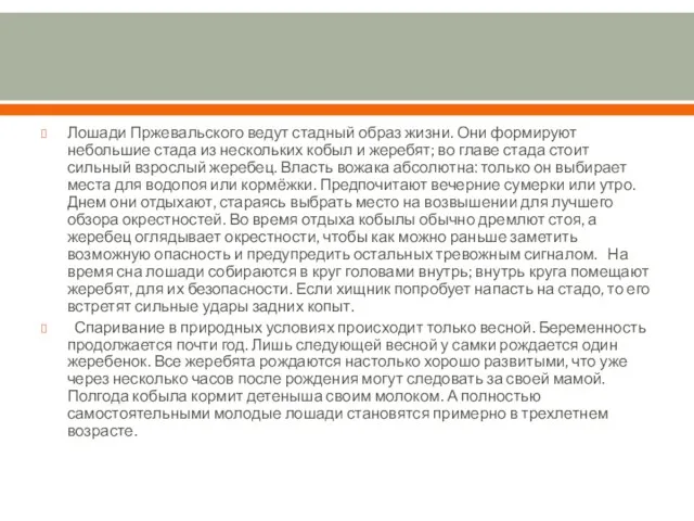 Лошади Пржевальского ведут стадный образ жизни. Они формируют небольшие стада