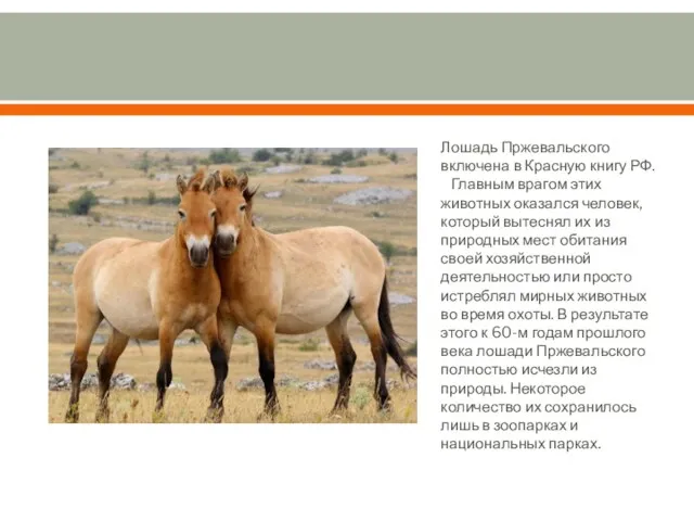 Лошадь Пржевальского включена в Красную книгу РФ. Главным врагом этих животных оказался человек,
