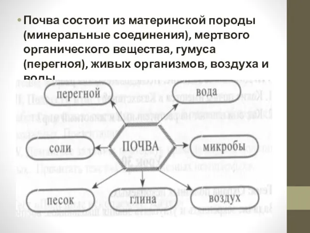 Почва состоит из материнской породы (минеральные соединения), мертвого органического вещества,