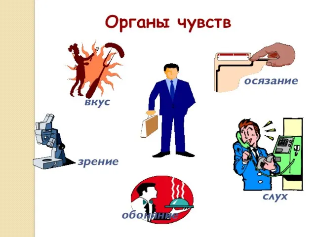 Органы чувств