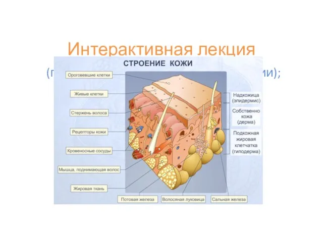 Интерактивная лекция (передача и объяснение информации);