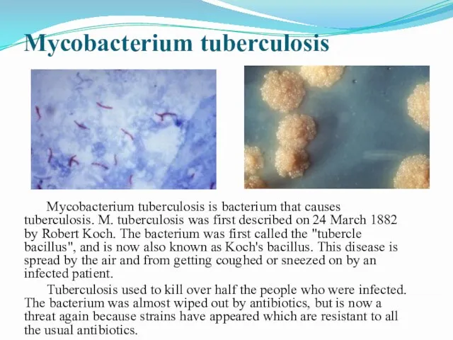Mycobacterium tuberculosis Mycobacterium tuberculosis is bacterium that causes tuberculosis. M.