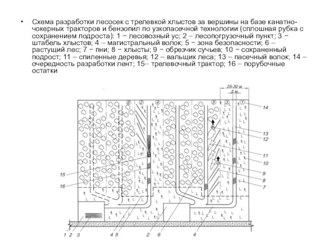 Схема разработки лесосек с трелевкой хлыстов за вершины на базе канатно-чокерных тракторов и