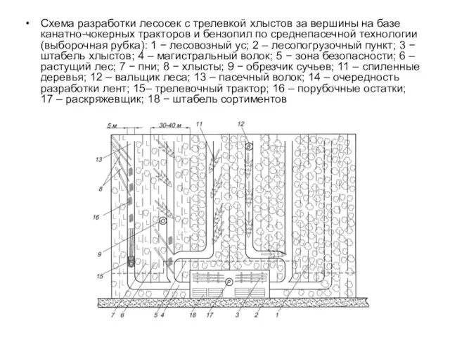 Схема разработки лесосек с трелевкой хлыстов за вершины на базе канатно-чокерных тракторов и