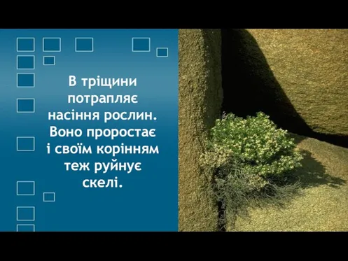 В тріщини потрапляє насіння рослин. Воно проростає і своїм корінням теж руйнує скелі.