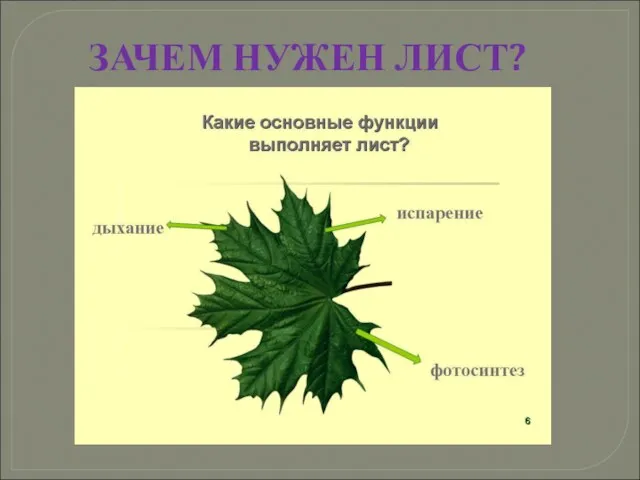 ЗАЧЕМ НУЖЕН ЛИСТ?