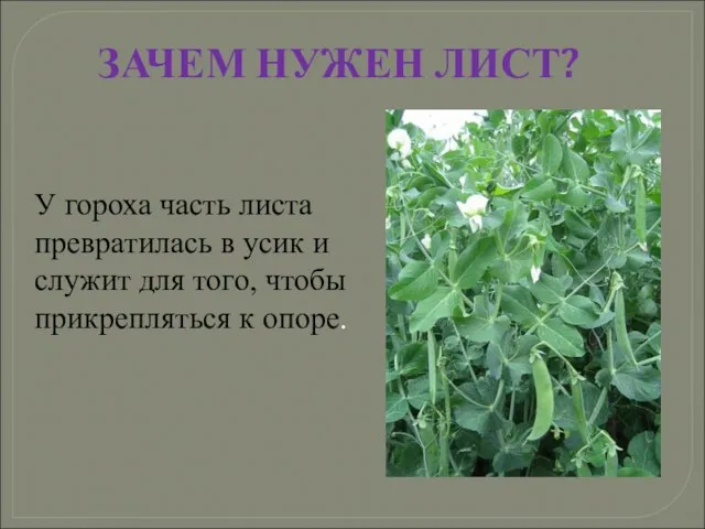 У гороха часть листа превратилась в усик и служит для