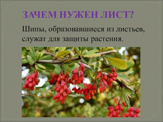 Шипы, образовавшиеся из листьев, служат для защиты растения. ЗАЧЕМ НУЖЕН ЛИСТ?