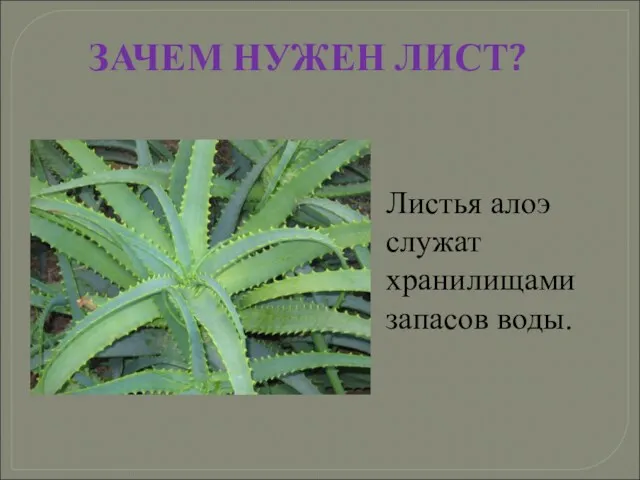 ЗАЧЕМ НУЖЕН ЛИСТ? Листья алоэ служат хранилищами запасов воды.