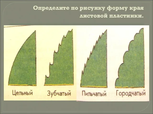 Определите по рисунку форму края листовой пластинки.