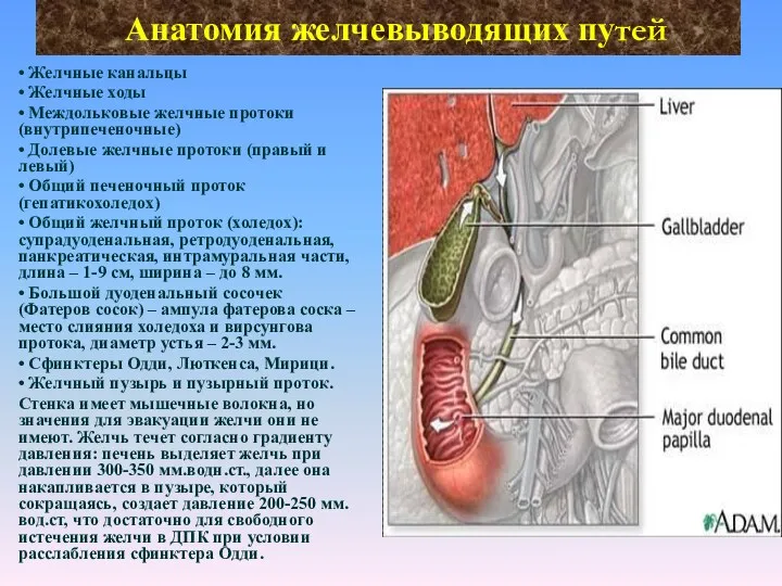 Анатомия желчевыводящих путей • Желчные канальцы • Желчные ходы •