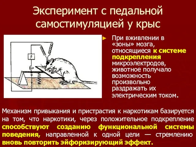 Эксперимент с педальной самостимуляцией у крыс При вживлении в «зоны»