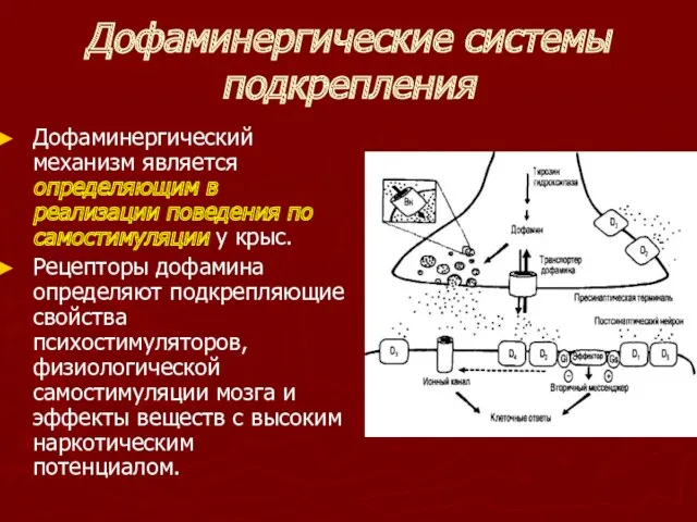 Дофаминергические системы подкрепления Дофаминергический механизм является определяющим в реализации поведения