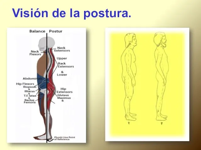 Visión de la postura.