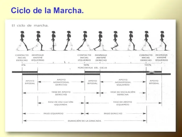 Ciclo de la Marcha.