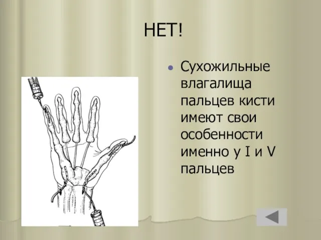 НЕТ! Сухожильные влагалища пальцев кисти имеют свои особенности именно у I и V пальцев