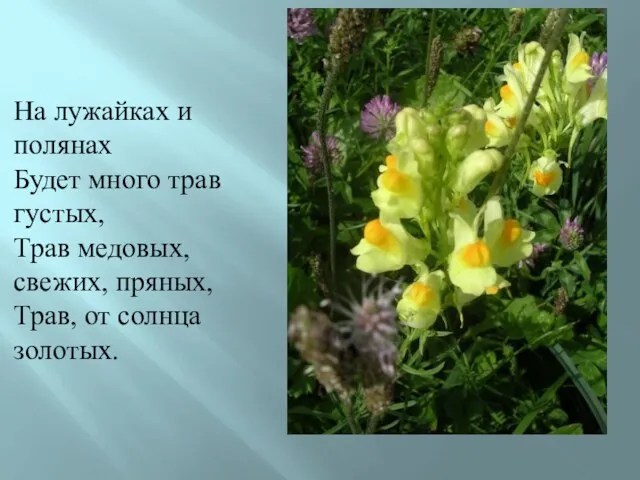 На лужайках и полянах Будет много трав густых, Трав медовых, свежих, пряных, Трав, от солнца золотых.