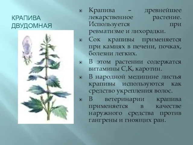 КРАПИВА ДВУДОМНАЯ Крапива – древнейшее лекарственное растение. Используется при ревматизме