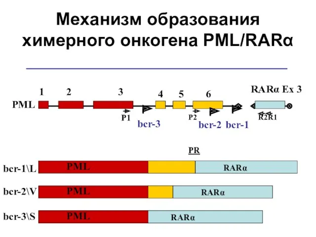 Механизм образования химерного онкогена PML/RARα PML 1 2 3 4
