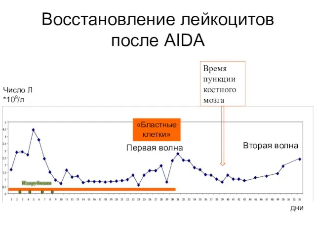 Восстановление лейкоцитов после AIDA Время пункции костного мозга Первая волна