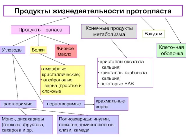 Продукты жизнедеятельности протопласта Продукты запаса растворимые нерастворимые Полисахариды: инулин, гликоген,