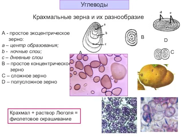 Крахмальные зерна и их разнообразие А - простое эксцентрическое зерно: