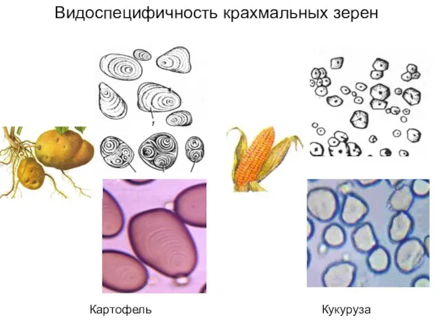 Картофель Видоспецифичность крахмальных зерен Кукуруза