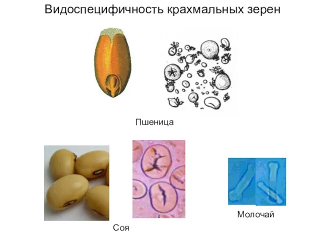 Видоспецифичность крахмальных зерен