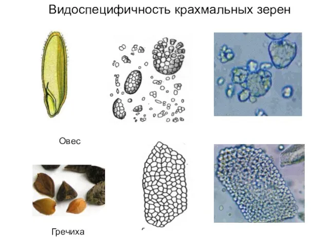 Овес Гречиха Видоспецифичность крахмальных зерен