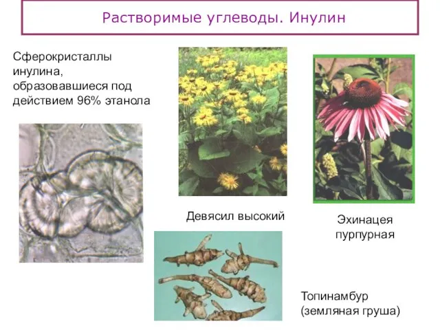 Растворимые углеводы. Инулин Сферокристаллы инулина, образовавшиеся под действием 96% этанола