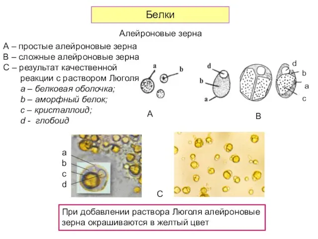 Белки Алейроновые зерна A C А – простые алейроновые зерна