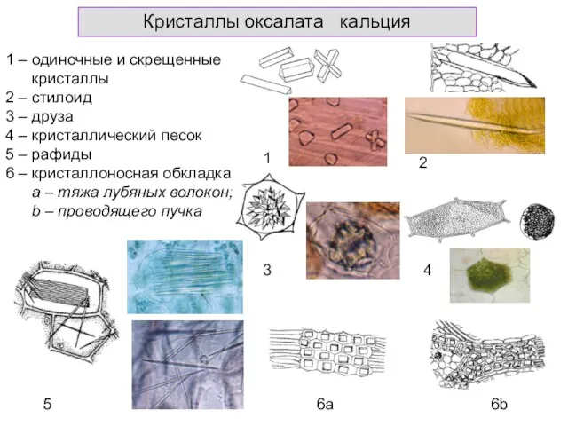 Кристаллы оксалата кальция 1 – одиночные и скрещенные кристаллы 2