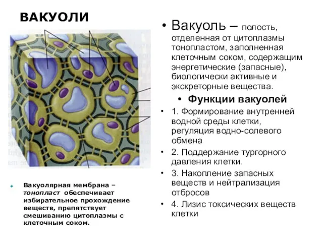 ВАКУОЛИ Вакуолярная мембрана – тонопласт обеспечивает избирательное прохождение веществ, препятствует