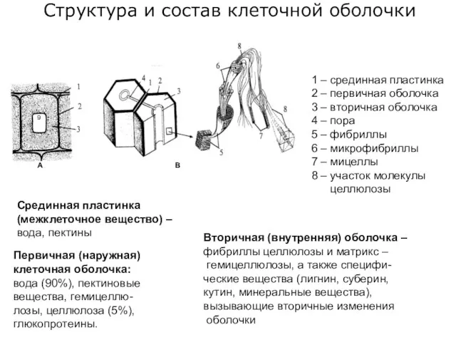 Структура и состав клеточной оболочки Срединная пластинка (межклеточное вещество) –