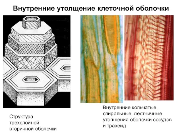 Внутренние утолщение клеточной оболочки Внутренние кольчатые, спиральные, лестничные утолщения оболочки