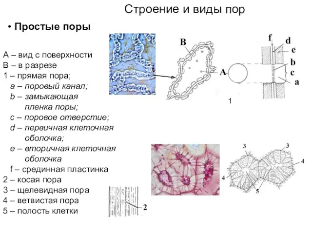 Строение и виды пор Простые поры А – вид с