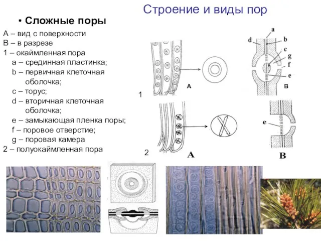 Сложные поры А – вид с поверхности В – в