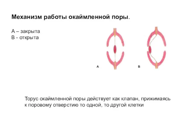 Механизм работы окаймленной поры. А – закрыта В - открыта