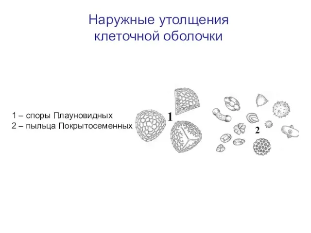 Наружные утолщения клеточной оболочки 1 – споры Плауновидных 2 – пыльца Покрытосеменных