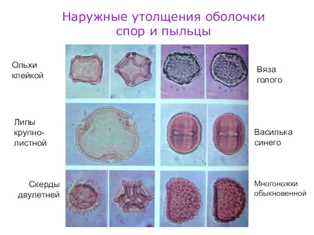 Наружные утолщения оболочки спор и пыльцы Ольхи клейкой Вяза голого