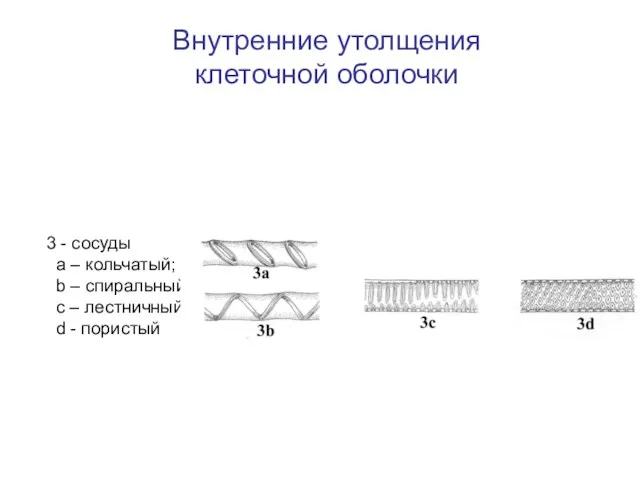 Внутренние утолщения клеточной оболочки