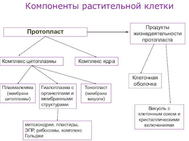 Компоненты растительной клетки Протопласт Комплекс ядра Комплекс цитоплазмы Вакуоль с