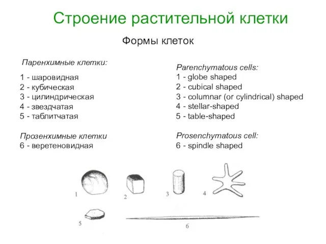 Формы клеток Строение растительной клетки Паренхимные клетки: Parenchymatous cells: 1